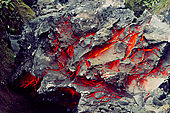 Lava block from Arenal Volcano (2x6 m approx.)