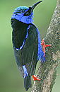 Red-legged Honeycreeper. See more bird pictures in Costa Rica Bird Watching.