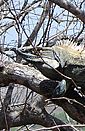 Black Iguana. See more Tropical Dry Forest pictures.