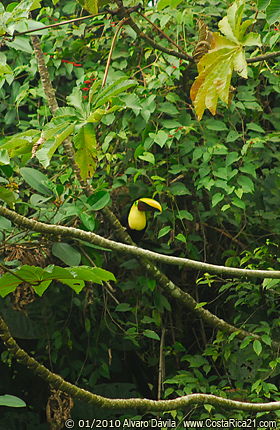Bosque Tropical Lluvioso, Bosque Tropical Húmedo, Costa Rica: Flora y Fauna
